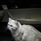 انثى هملايا بسعر رمزي