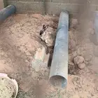 ارانب جانبو للبيع