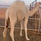 قعود قصب ع حليب امه ومعا اماته للبيع العمر 6شهور