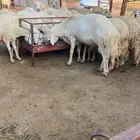 غنم دفيع للبيع