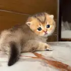 منشكن انثى (القط القزم )