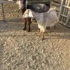 ماعز عوارض عدد2. دفيع شرط تووم شرط سونار