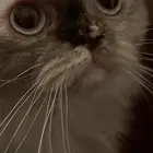 قطه انثى للبيع