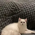 كيتن اثنى شيرازي