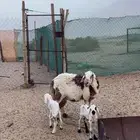 شاه متاومه(تم البيع)