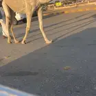 للبيع قعود ثني باتلي