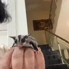 سنجاب طائر للبيع