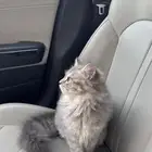قط للتبني