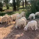 طليان حريه وسواكن تربية المزرعه