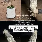 قرموشة بيور