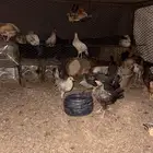 للبيع دجاج العدد30