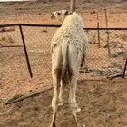قعود قصب بري