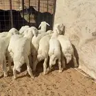 بهم حري طيب للبيع