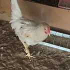 صحتهن زينه على سوم