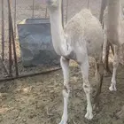 للبيع