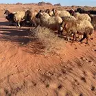 تبوك