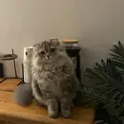 قطه أنثى طالبه تزواج