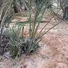 فراخه نخل خلاص