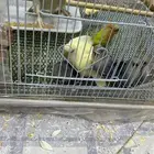 فروخ روز نهاية غر