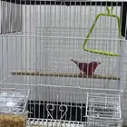 عصفور
