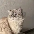 قطط طالب تزاوج.