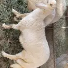 3 خرفان كبار و وحد منها فحل غنم