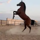 حصان فآخر ولد منصور الأول ابن العالمي مروان الشقب