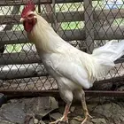 للبيع ديك بلدي
