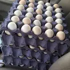 بيض بلدي طازج
