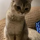 قطط