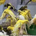 كناري كوبرا