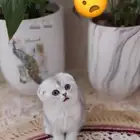 كيتين سكوتس