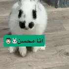 ارانب زوج ارنب