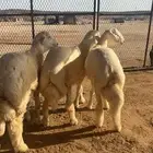 طليان