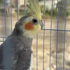 طير كروان
