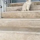 قطط