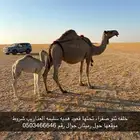 خلفه صفراء ثنو