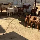 عرس للبيع تيوس وعنقان للبيع