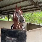 حصان شعبي