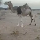 ابل لقحات باقي شهرين على نتاجه
