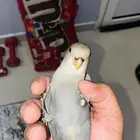 للبيع بغباء روز هدد نشبه بلون مميز لمحبين الهدد