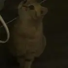 قطوه