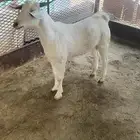 تيس جذع