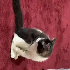 3 قطط للتبني ام وعيالها الأم نوعها هملايا