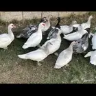 بشاير بح بط مصري الوان طيبة