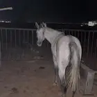 حصان للبيع