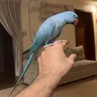 تم البيع تم البيع دره ازرق اليف حمامه