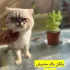 يتوفر ذكور قطط للتزاوج انواع كثيره