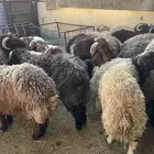 ذبايح طيبه نعيم