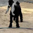 تيوس